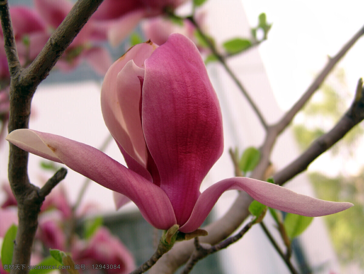 鲜花 春季 花草 静物拍摄 生物世界 盛开 玉兰花 自然界