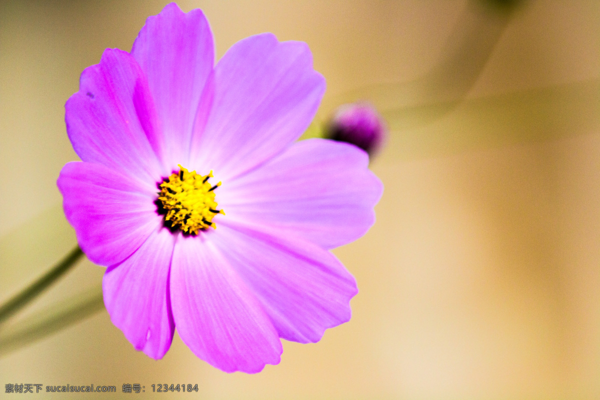 格桑花 个性 唯美 独特 艺术 花朵 生物世界 花草 紫色