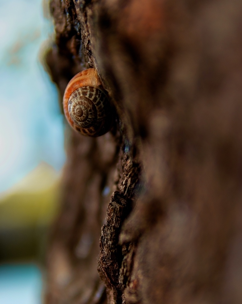 蜗牛图片 蜗牛 小蜗牛 特写 微距 彩色蜗牛 我要 一步一步 往上爬 动物 篇 昆虫 小 虫 生物世界