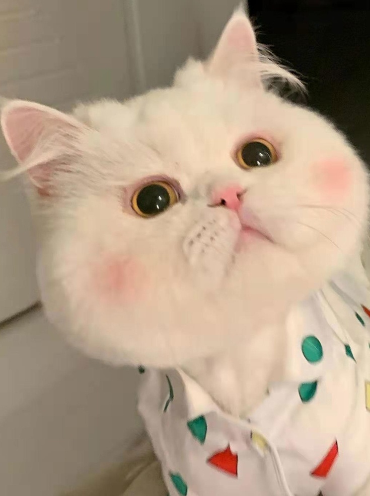 猫图片 猫 动物 呆萌 宠物 生物世界 家禽家畜