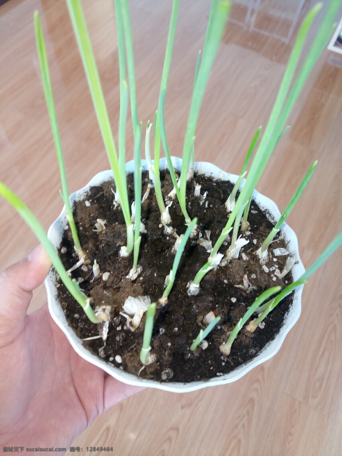 蒜苗 盆栽 蒜 打算 室内 蒜头 植物 生物世界 蔬菜