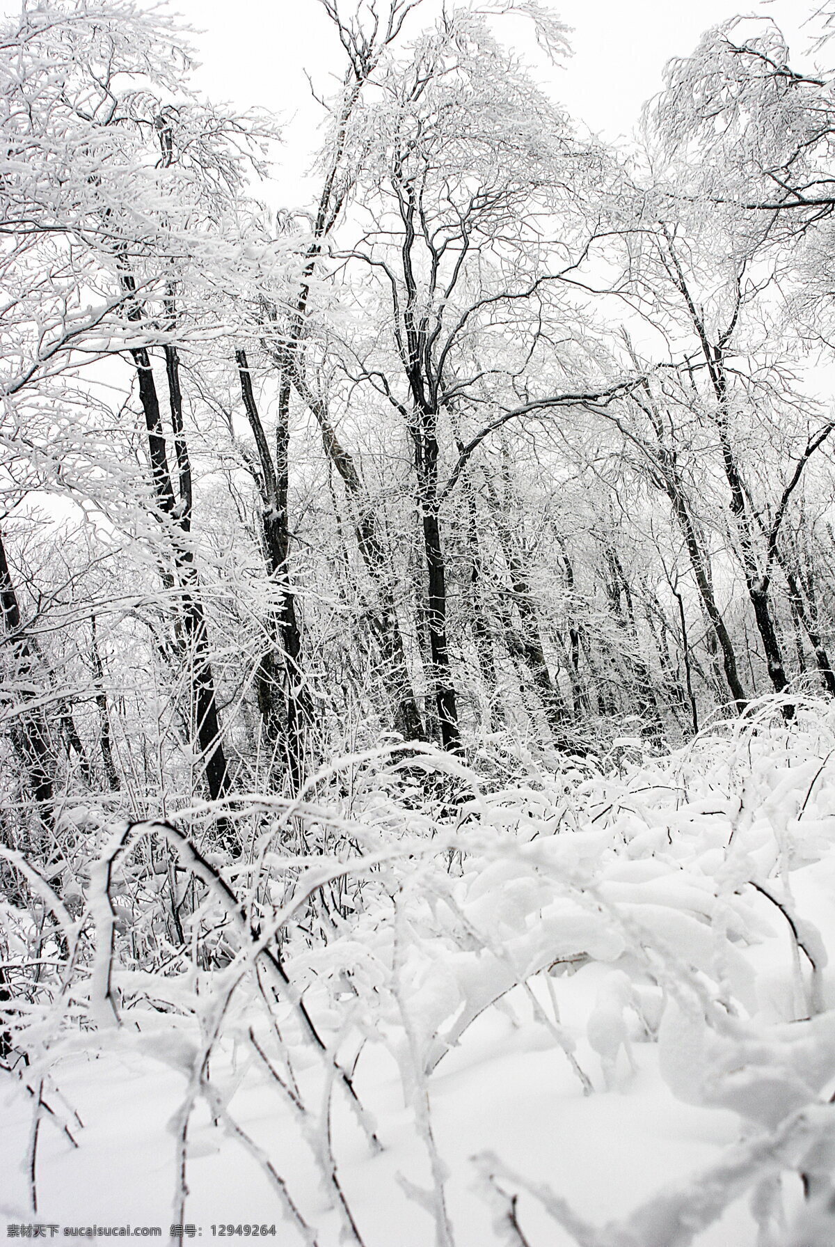 雪景 冬天树林 冬天 树林 树木 积雪 白雪