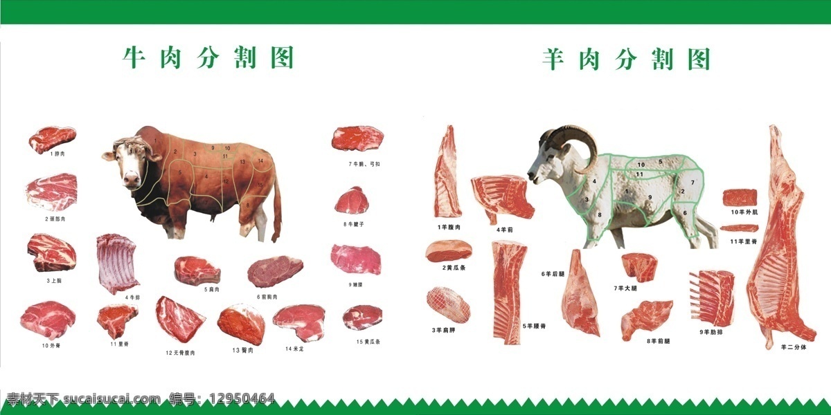 牛肉 羊肉 分割 部位 图 羊 牛肉分割 羊肉分割 分割部位图 白色