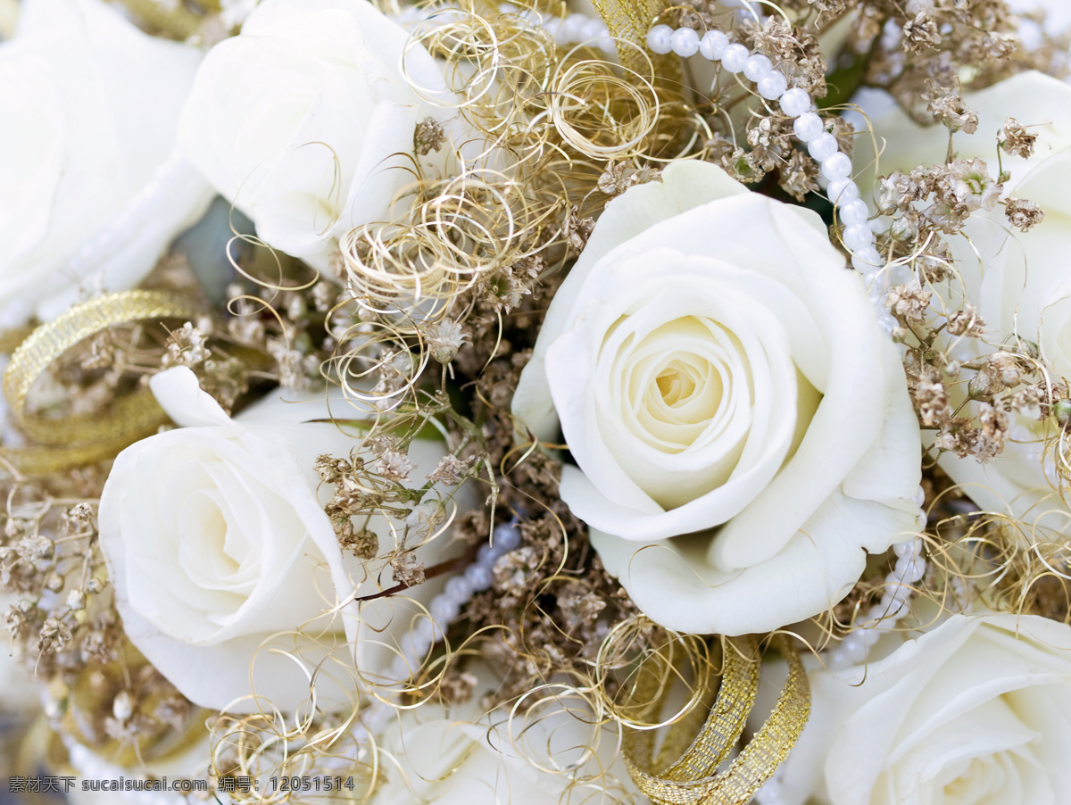 白 玫瑰 美丽鲜花 花卉 花朵 玫瑰花 白玫瑰 温馨浪漫 鲜花背景 花草树木 生物世界