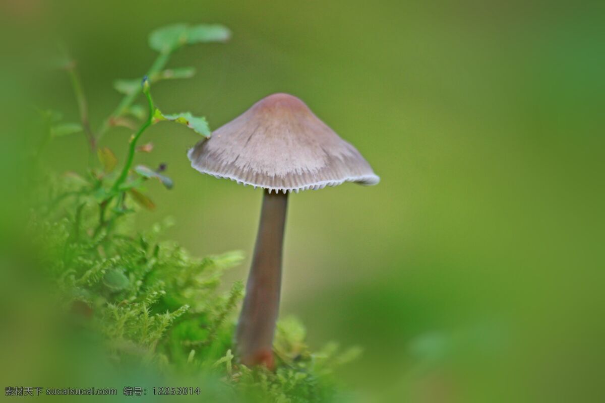 蘑菇 菌菇 野生菌 青草 野草 生物世界 花草