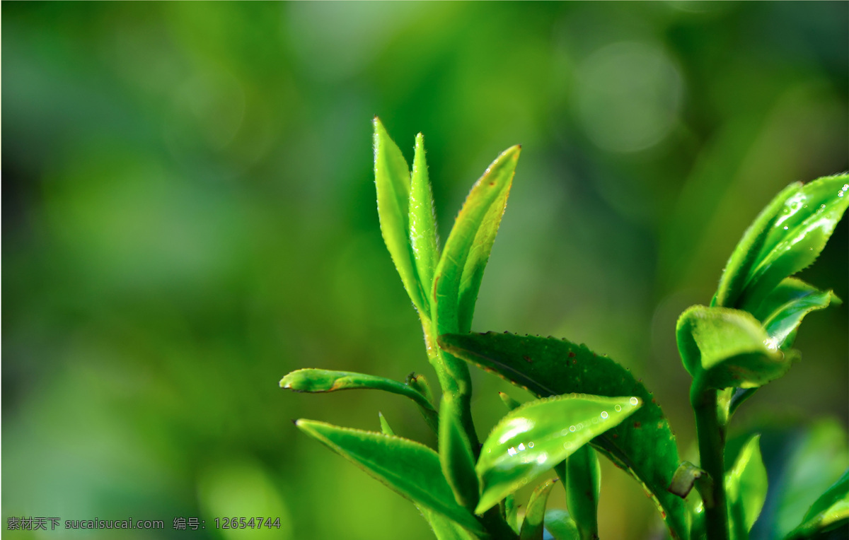 茶叶嫩芽 紫阳 富硒茶 嫩芽 绿叶 原产地 树木树叶 生物世界