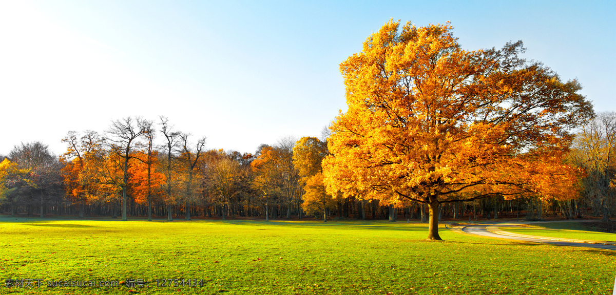 秋天 树林 风景摄影 秋季风景 草地 树木风景 美丽风景 美丽景色 美景 自然风光 其他风光 风景图片