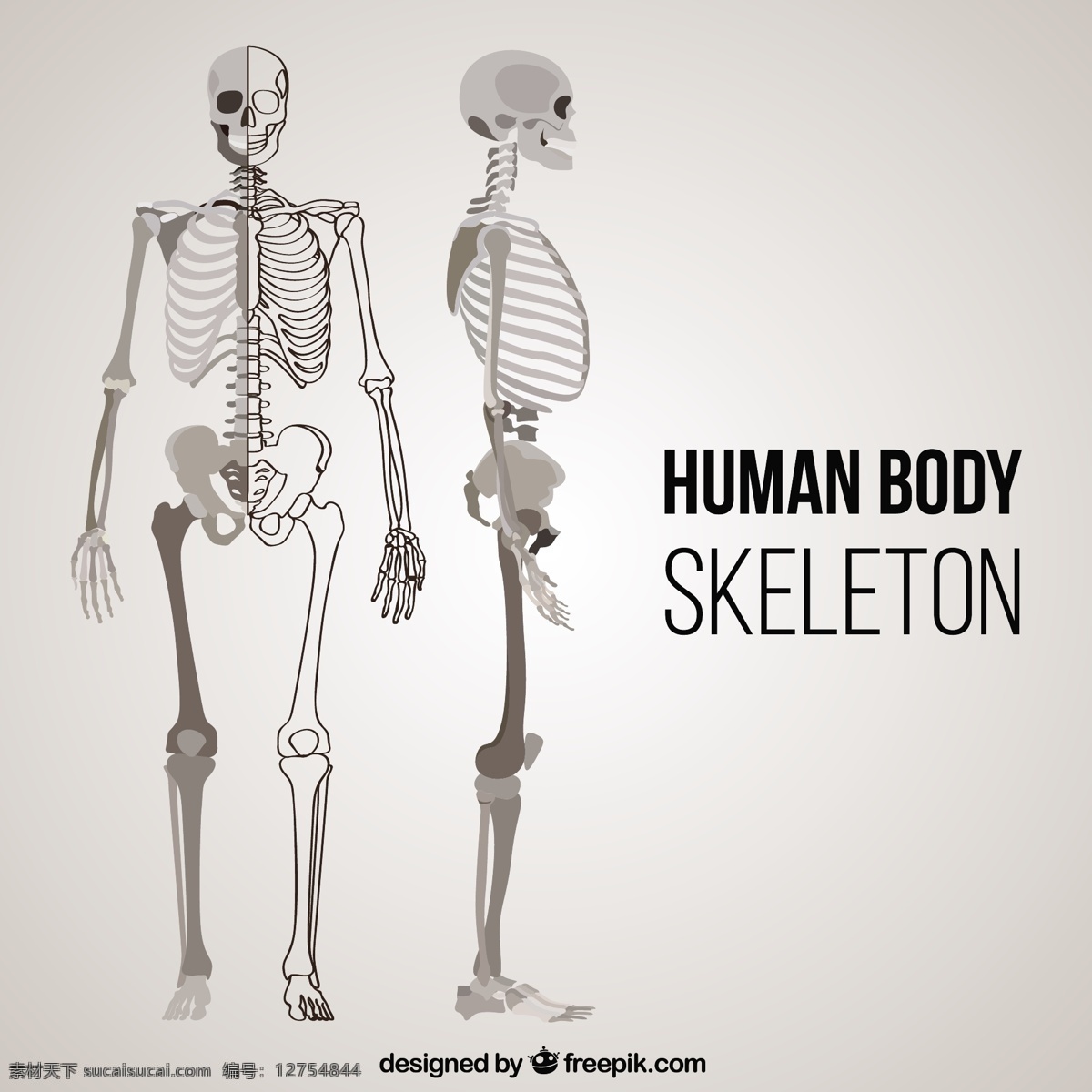人体 骨骼 不同 位置 一方面 手绘 人力 绘图 骨 人体骨架 系统 绘制草图 部位 骨头 粗略的 现实的 身体 部分 灰色