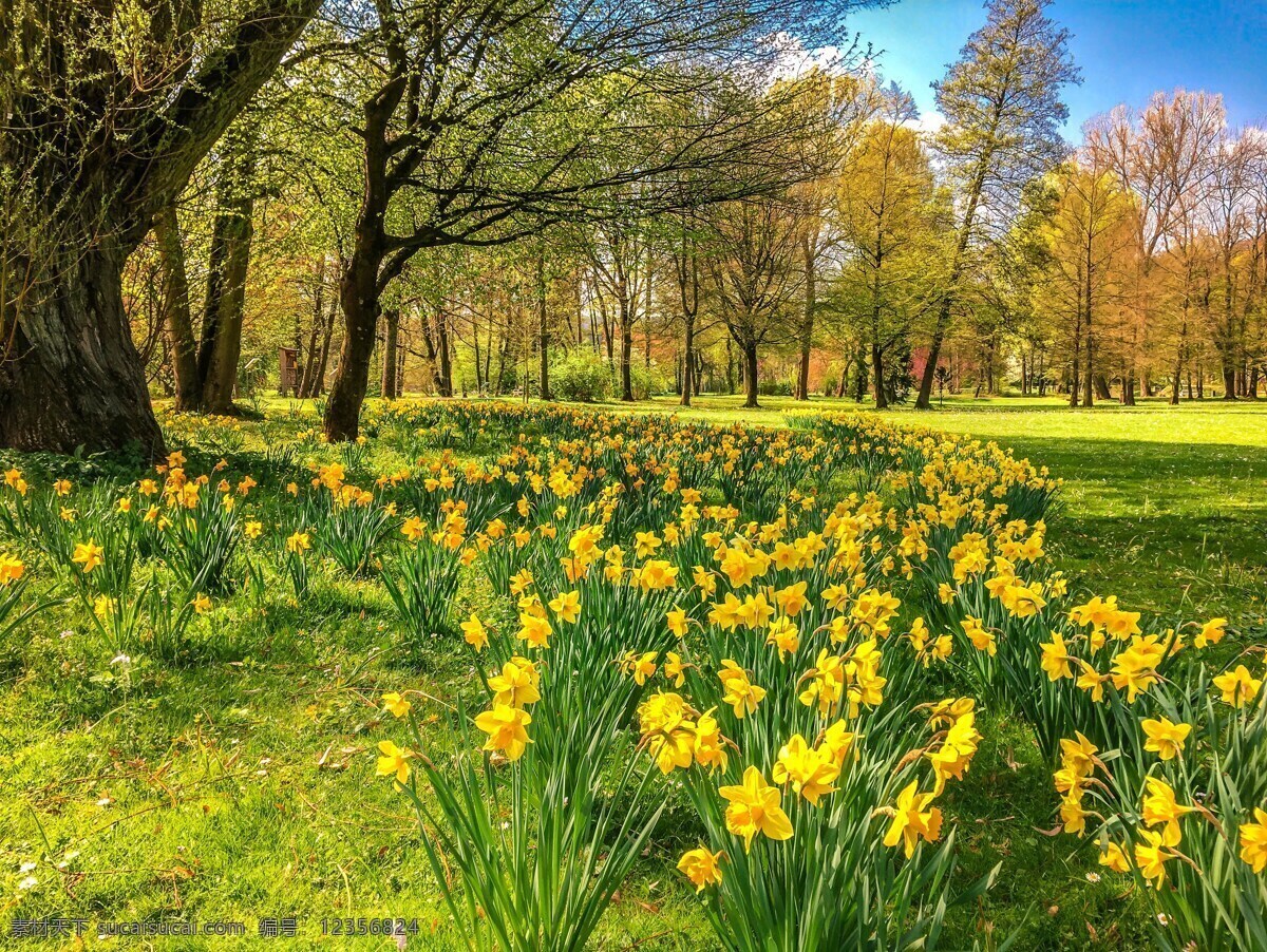 春季 自然景观 花朵 黄色 春天 自然风景