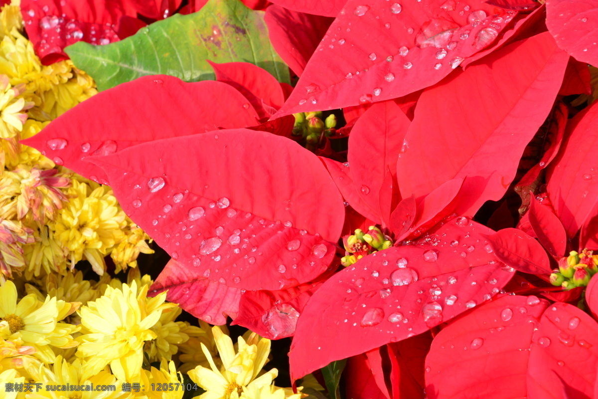 雨露一品红 雨珠 水珠 象牙红 圣诞红 猩猩木 花卉 草花 绿化景观 植物 花儿 花卉大观园 生物世界 花草