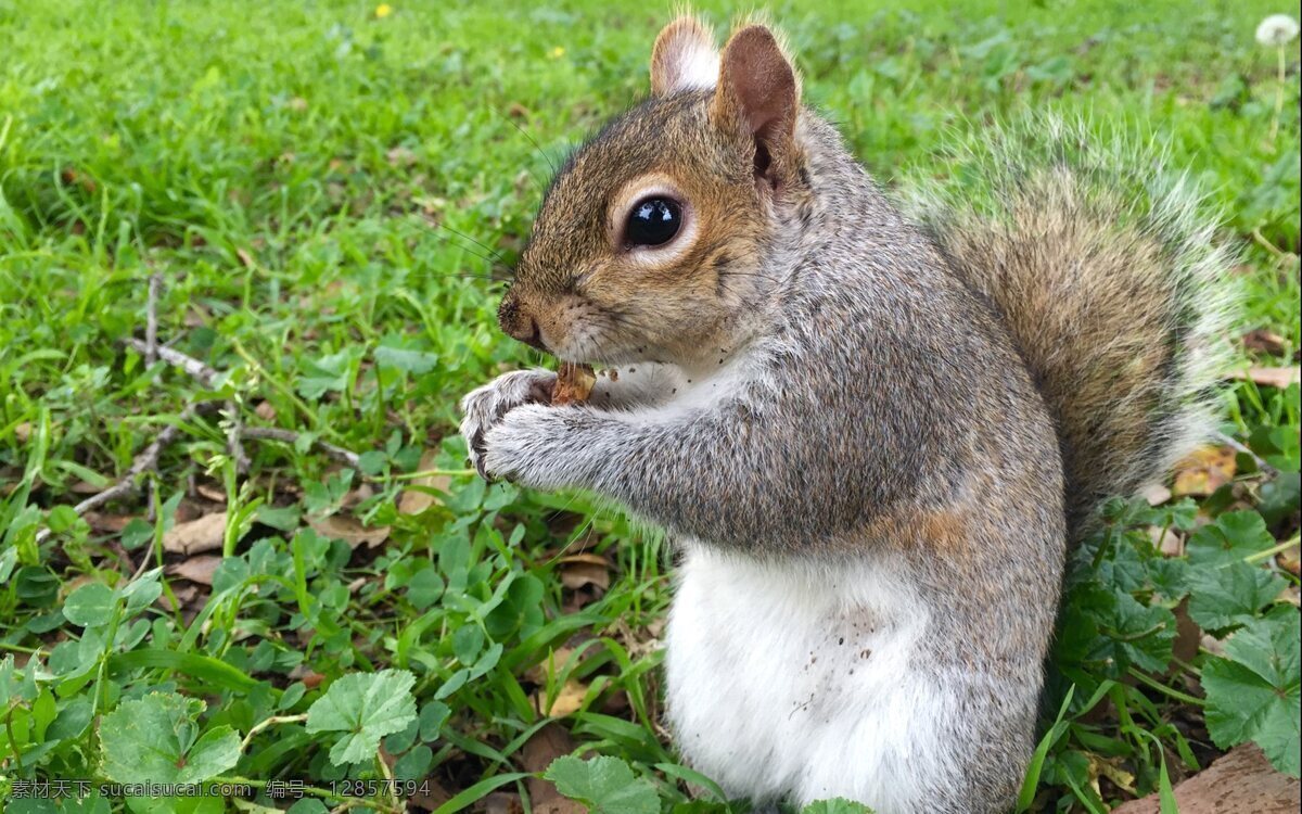 可爱 小 松鼠 高清 草地 动物 吃食