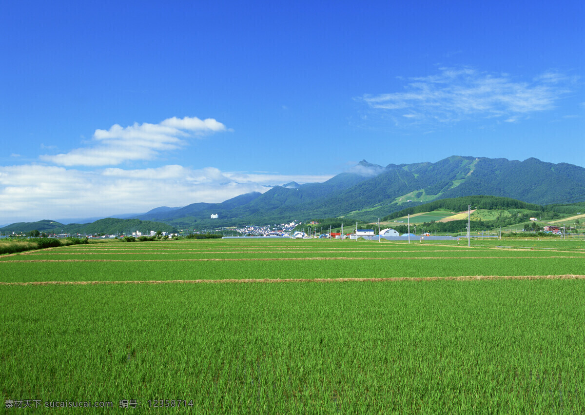 乡村 田园 田野 乡村田园图片 植物 庄稼 风景 生活 旅游餐饮