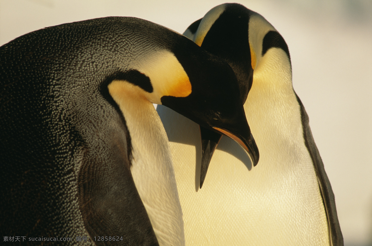 求偶的企鹅 求偶 南极 企鹅 动物 陆地动物 生物世界 黑色