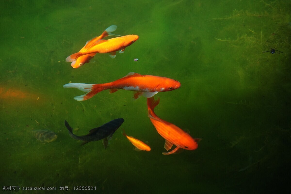 碧波中的锦鲤 锦鲤 鱼群 大海 海底 金鱼 生物世界 海洋生物