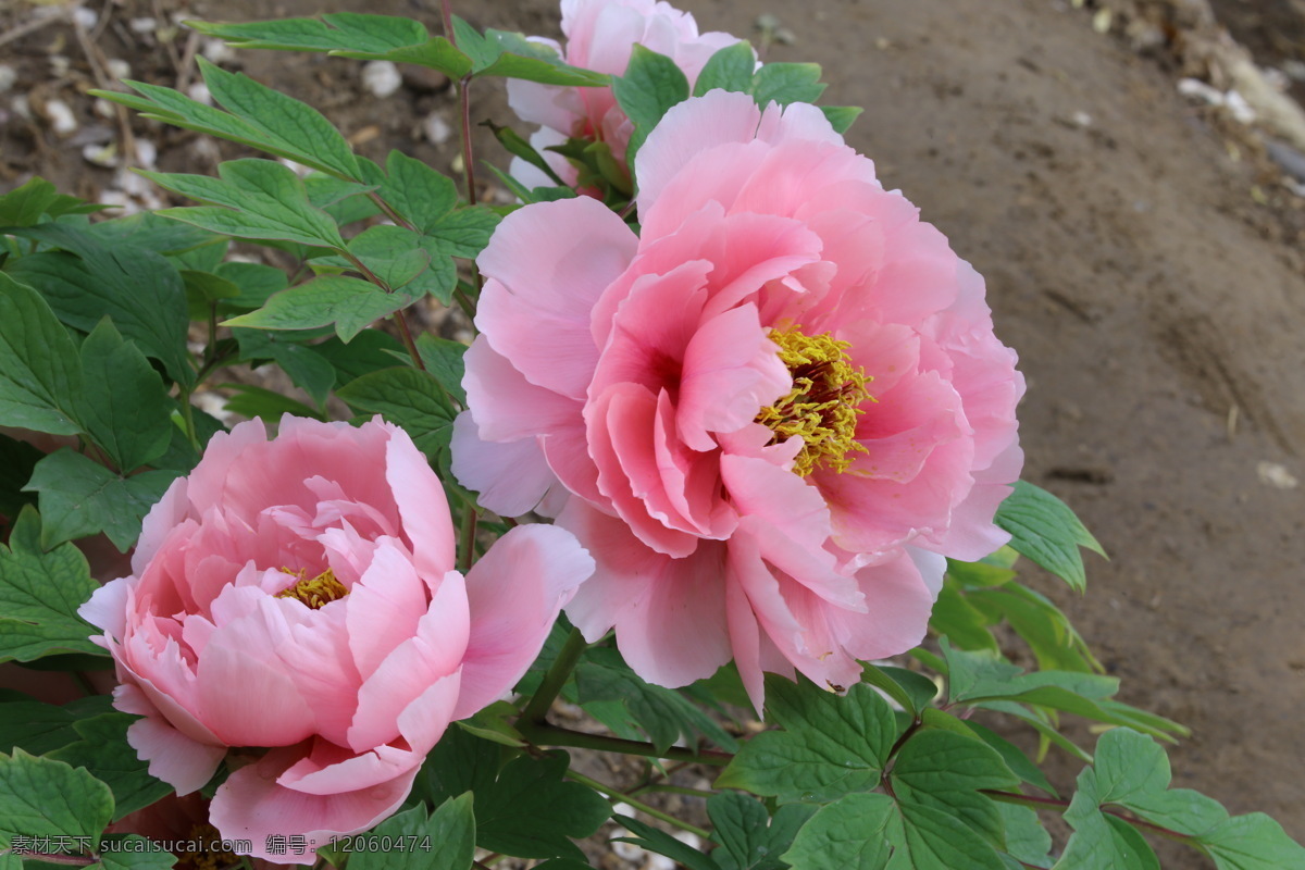 牡丹花 牡丹 观赏花卉 鼠姑 木芍药 百雨金 洛阳花 花朵 花瓣 花蕊 花卉 花儿 花草 植物 园林绿化 绿化景观 芍药牡丹 生物世界