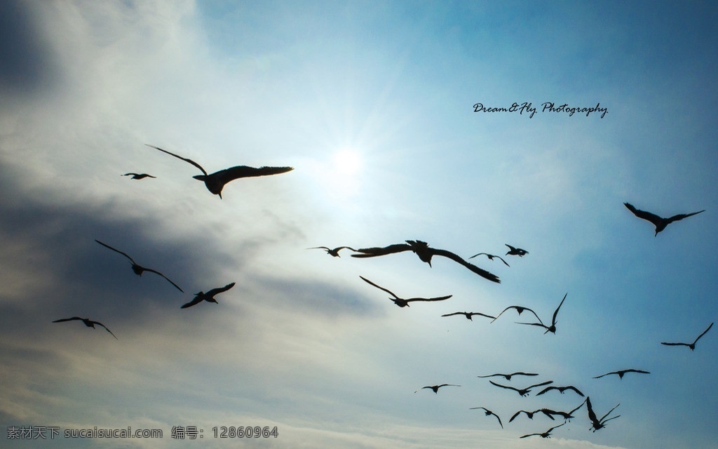 成群 飞舞 海鸥 蓝天 白云 飞鸟 飞翔 动物 摄影图库 生态摄影 生物世界 鸟类