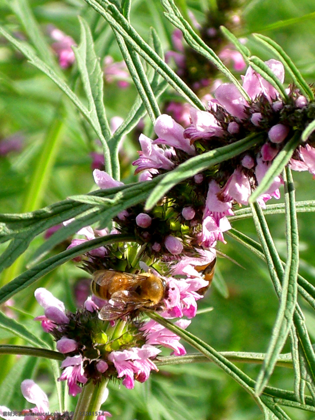 蜜蜂 采 蜜 郊外 昆虫 绿草 勤劳 摄影图 生物世界 童趣 夏天 阳光 采蜜 野花