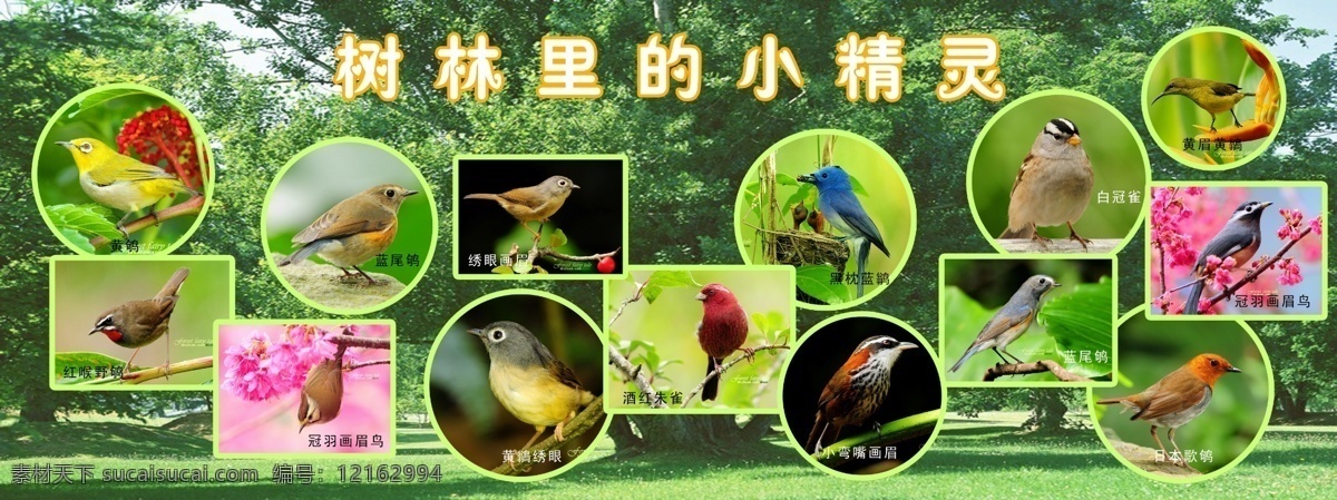 各种鸟类 漂亮小鸟 绣眼画眉 朱雀 树林 草地 鸟类知识图 分层 源文件