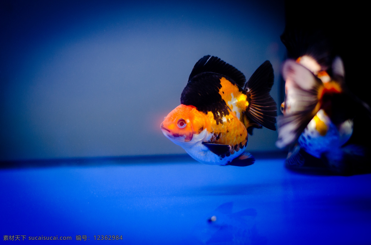 观赏鱼 花金鱼 水族世界 奇珍 鳊鱼 鱼类 生物世界