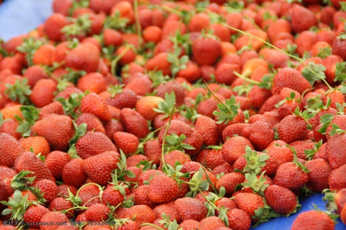 香甜草莓 有机草莓 有机水果 新鲜水果 绿色水果 农产品 生物世界 水果