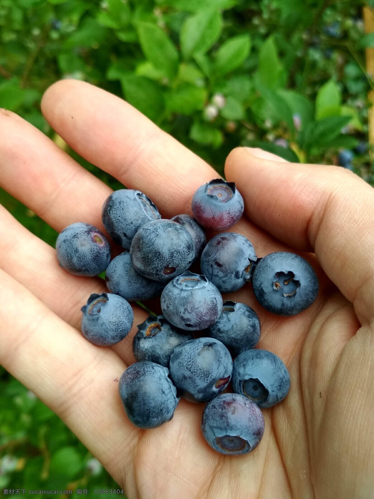 蓝莓图片 蓝莓 蓝莓树 树上 树枝 绿叶 树莓 草莓 水果 奇异果 果子 果实 蔬菜 果蔬 果树 果核 种子 植物 作物 经济作物 果农 有机水果 绿色水果 农产品 生物世界