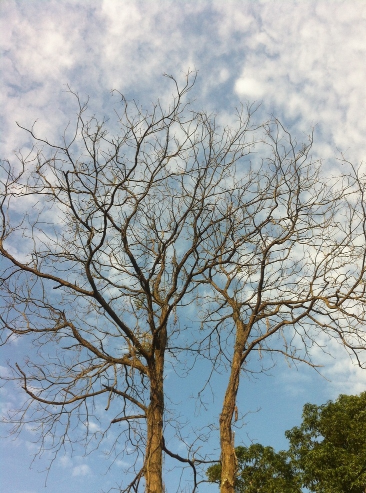 树 老树 枯树 天空 群山 生物世界 树木树叶 枯枝 云彩 摄影图片 自然景观 自然风景