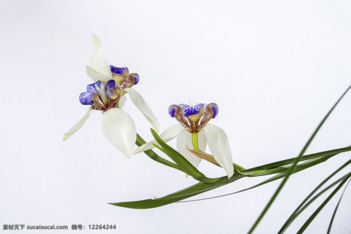 扁竹根 鸢尾花 扁竹 巴西鸢尾 白鸢尾 鸢尾 生物世界 花草