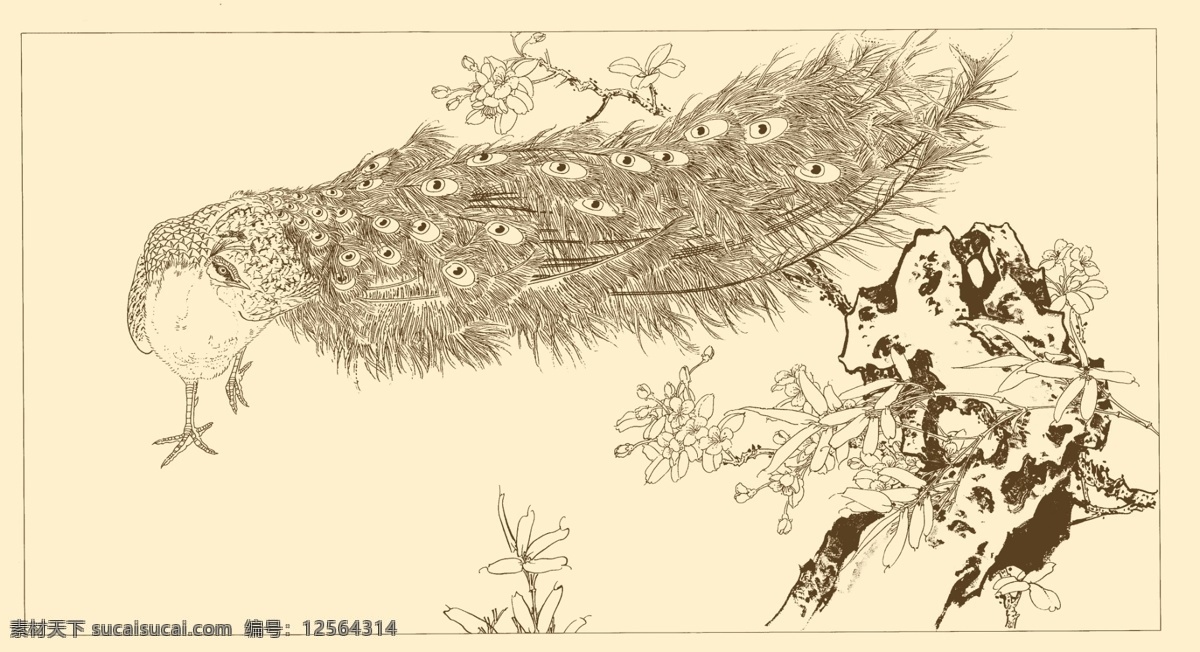 白描孔雀 白描 线描 国画 中国画 孔雀 禽鸟 动物 树枝 分层 源文件