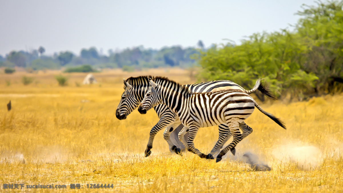 奔跑 中 两 只 斑马 奔跑中的 两只斑马草地 原野 远山树林 摄影图片 生物世界 野生动物