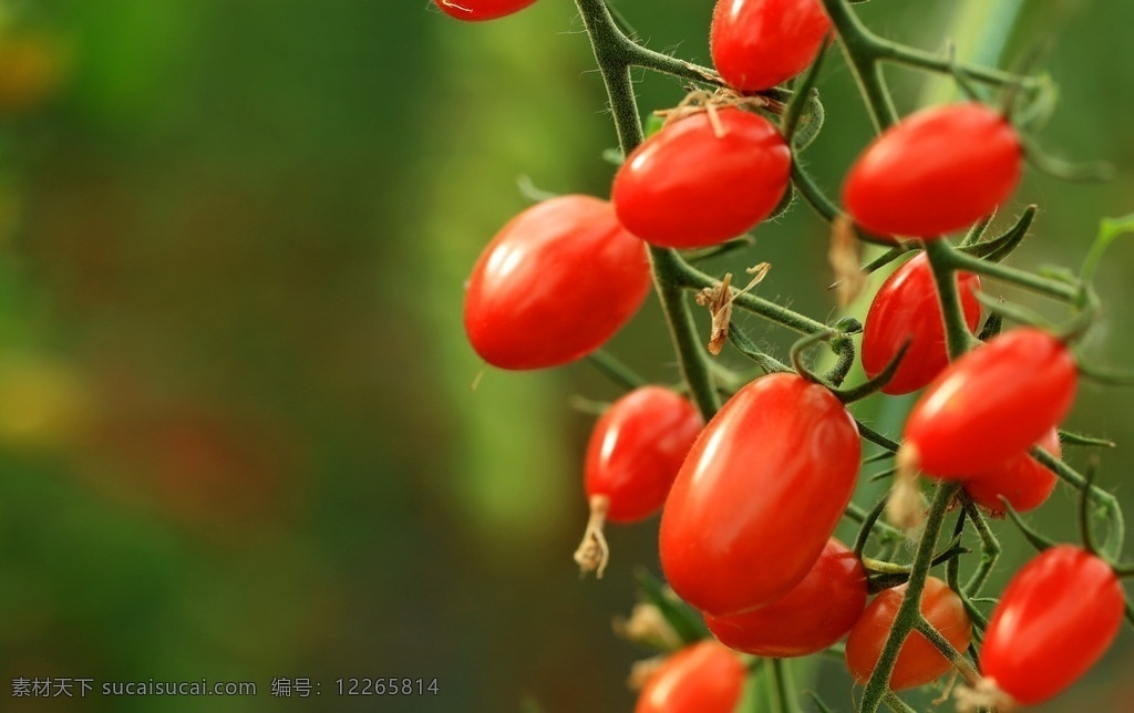 圣女果 水果番茄 小番茄 鲜果 有机水果 绿色水果 生物世界 水果