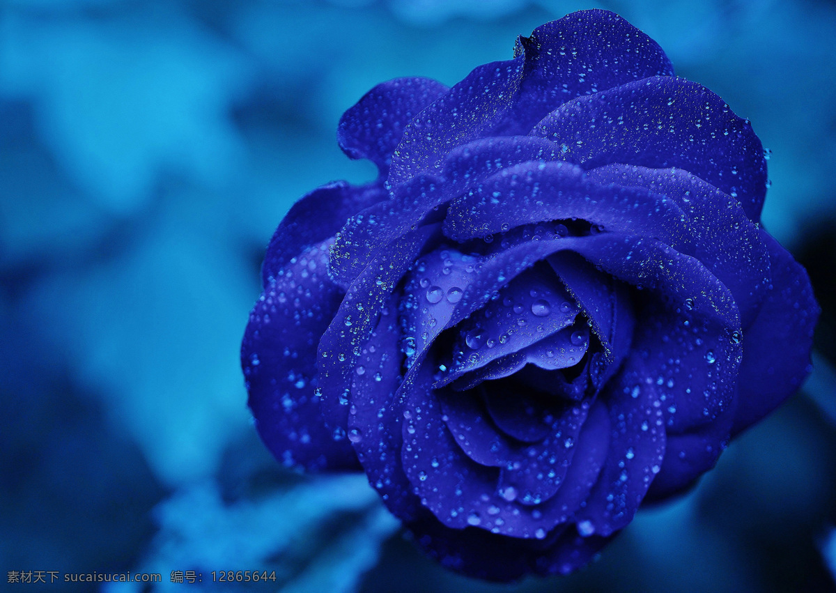 玫瑰花 玫瑰 壁纸 蓝色妖姬 特写 蓝玫瑰 花瓣 蓝色花瓣
