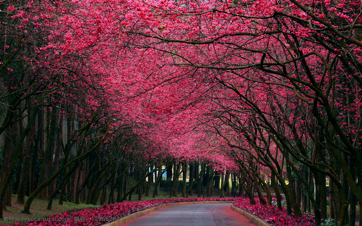 花树 大树 树林 小路 林间小道 树林背景 风景 自然景观 自然风景