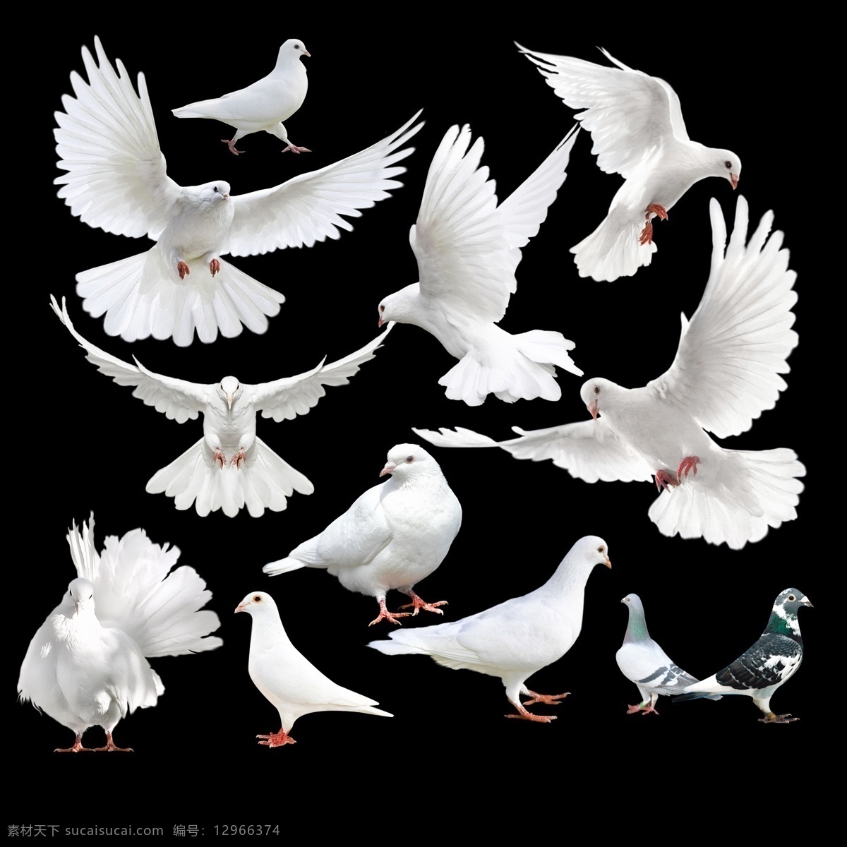 鸽子集 鸽子 白鸽 信鸽 白色天使 天使 分层