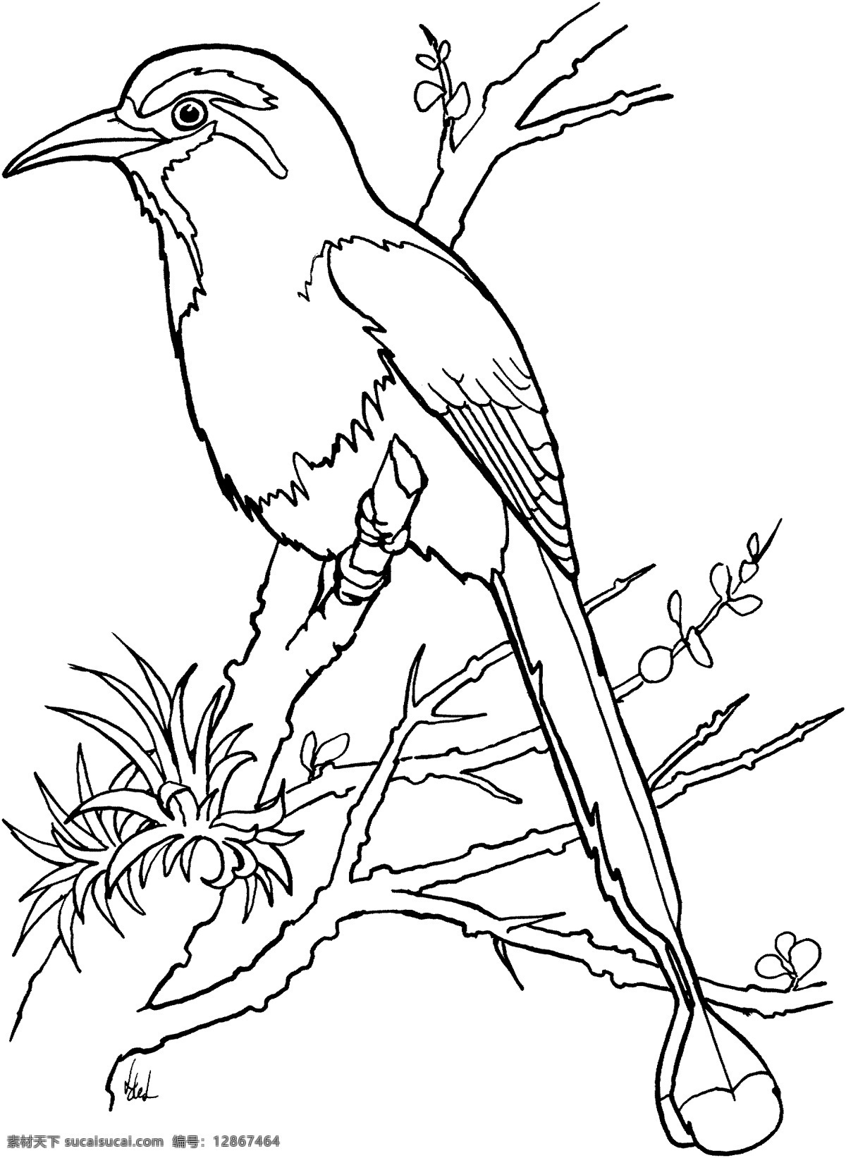 鸟类素描 动物素描 动物手绘画 设计素材 动物专辑 素描速写 书画美术 白色
