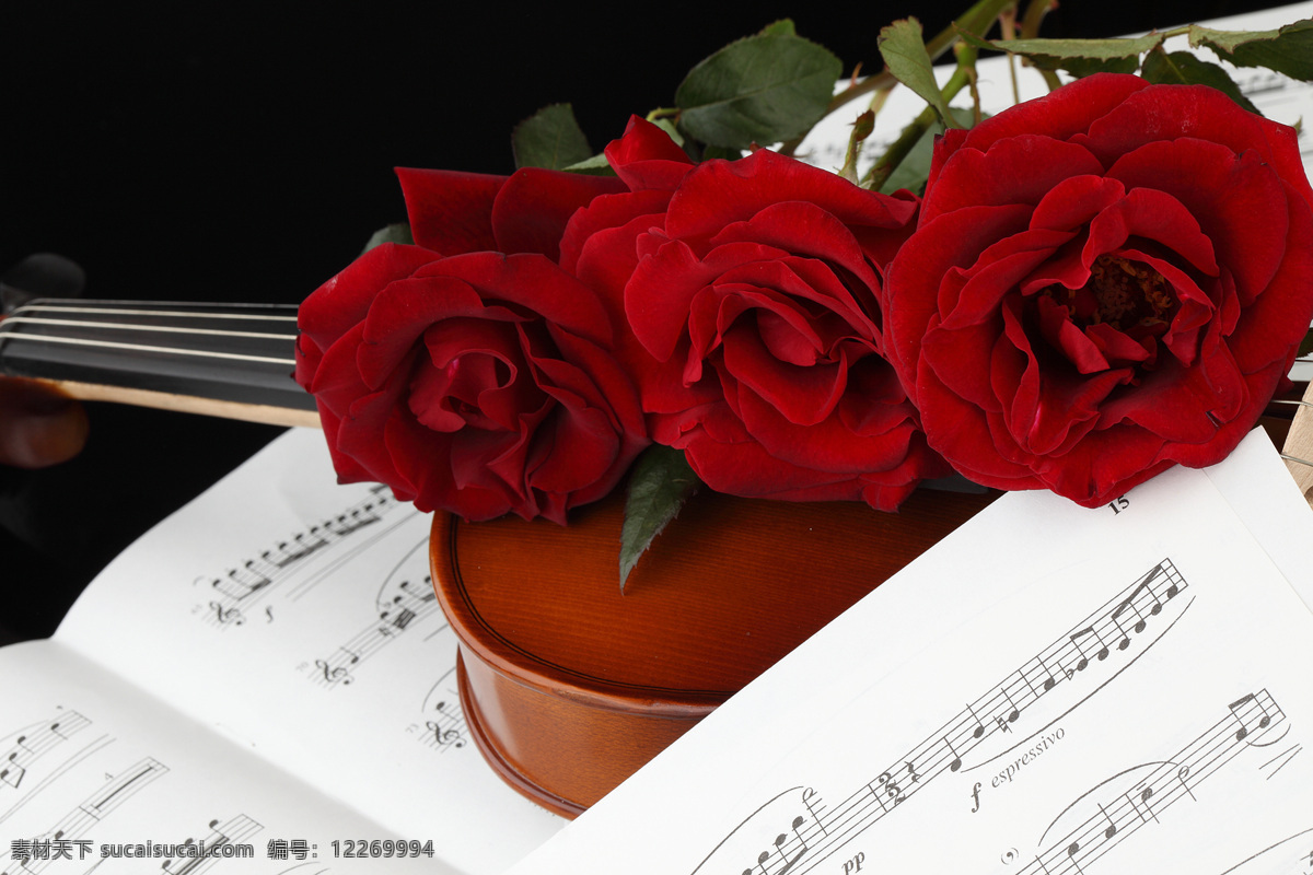 玫瑰花 五线谱 花朵花卉 美丽花朵 鲜花乐谱 五线音谱 音乐 小提琴 影音娱乐 生活百科