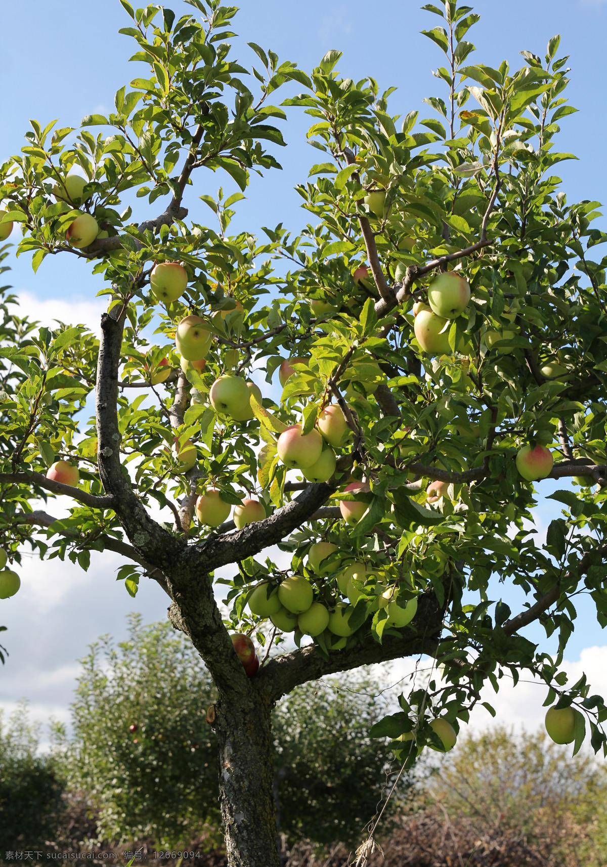 苹果 苹果树 水果 富士苹果 新鲜水果 进口水果 红富士 apple 新鲜苹果 进口苹果 健康 水果苹果 生物世界 树木 树木树叶
