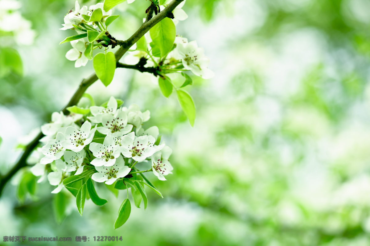 盛开 花朵 绿树叶 树枝 白色花 鲜花 底纹背景 花草树木 花木场 生物世界
