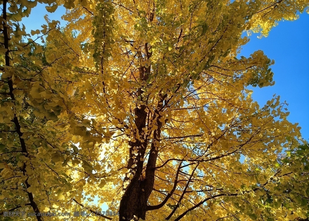 灿然银杏图片 银杏 蓝天 树木 黄叶 秋天 深秋 秋景 生物世界 树木树叶