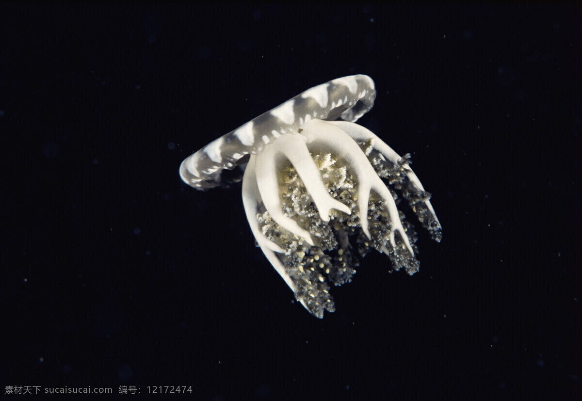 水母 海底世界 海洋 海洋生物 海洋鱼类 生物世界