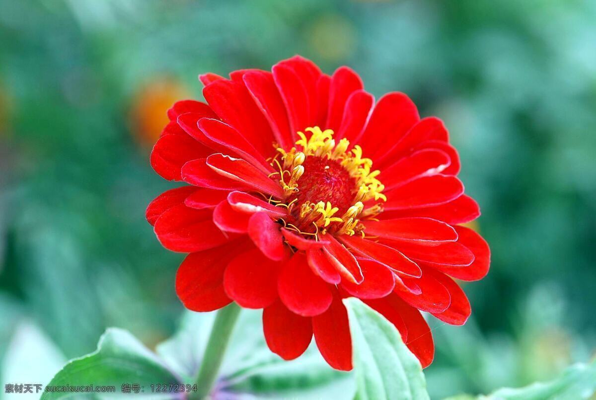 鲜艳 红色 非洲菊 鲜花 红花 花朵 花卉