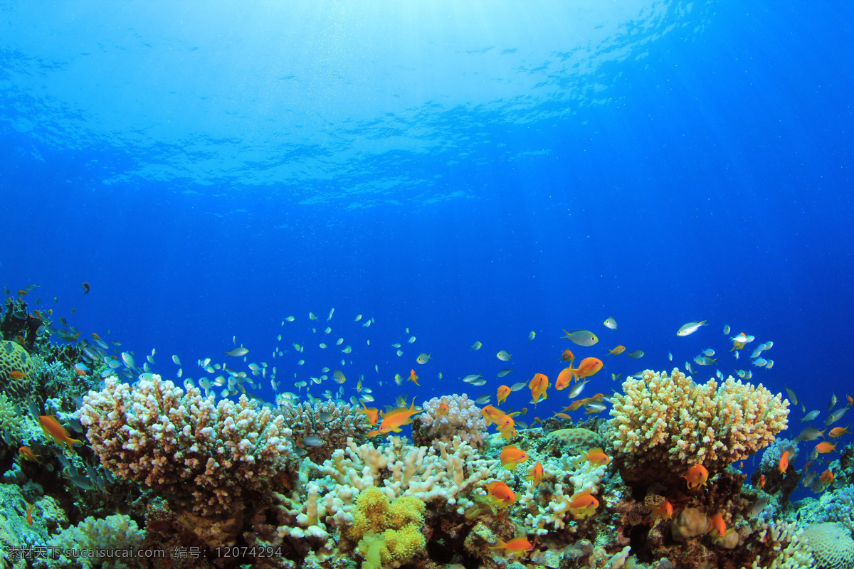 海底世界生物 海底世界 海底动物 海鱼 海藻 海底生物 珊瑚 海水 自然风景 自然景观 蓝色