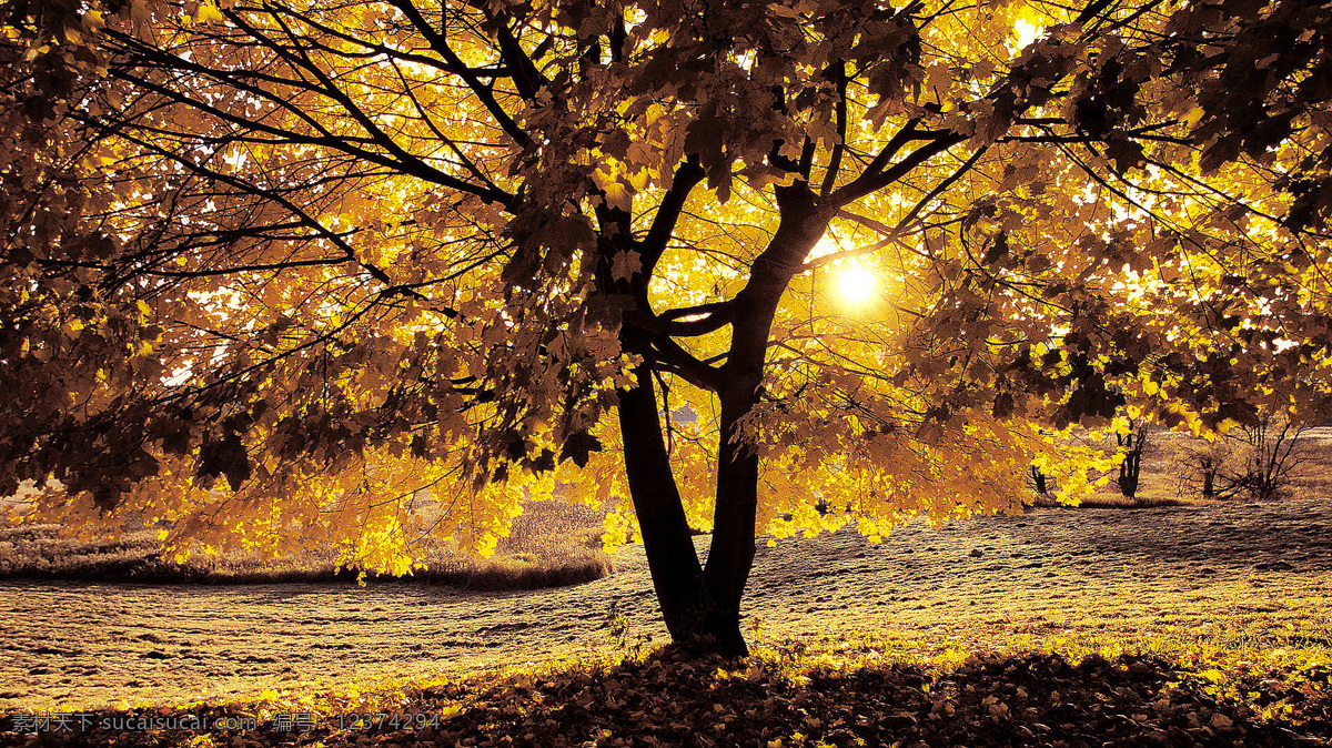 小树 剪影 金色 落叶 秋意 生物世界 树木 树木树叶 阳光 树枝 psd源文件