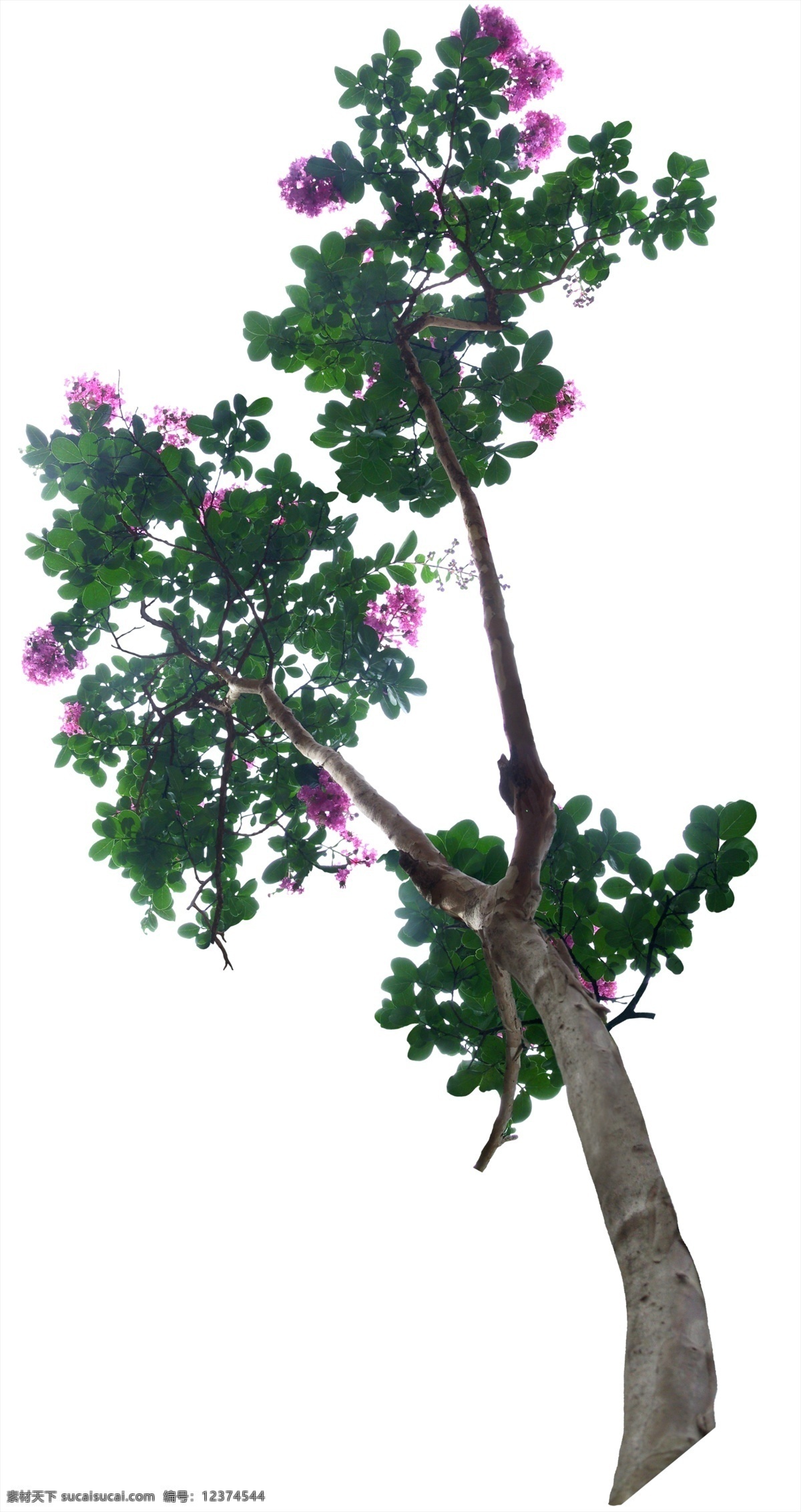 psd源文件 花卉 鲜花 源文件 树木 后期 环境艺术 贴图 小树 花 环境后期
