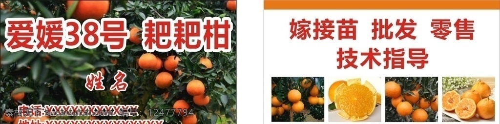 爱媛38号 耙耙柑 橙子 橘子 名片 批发 零售 爱媛橙 名片卡片