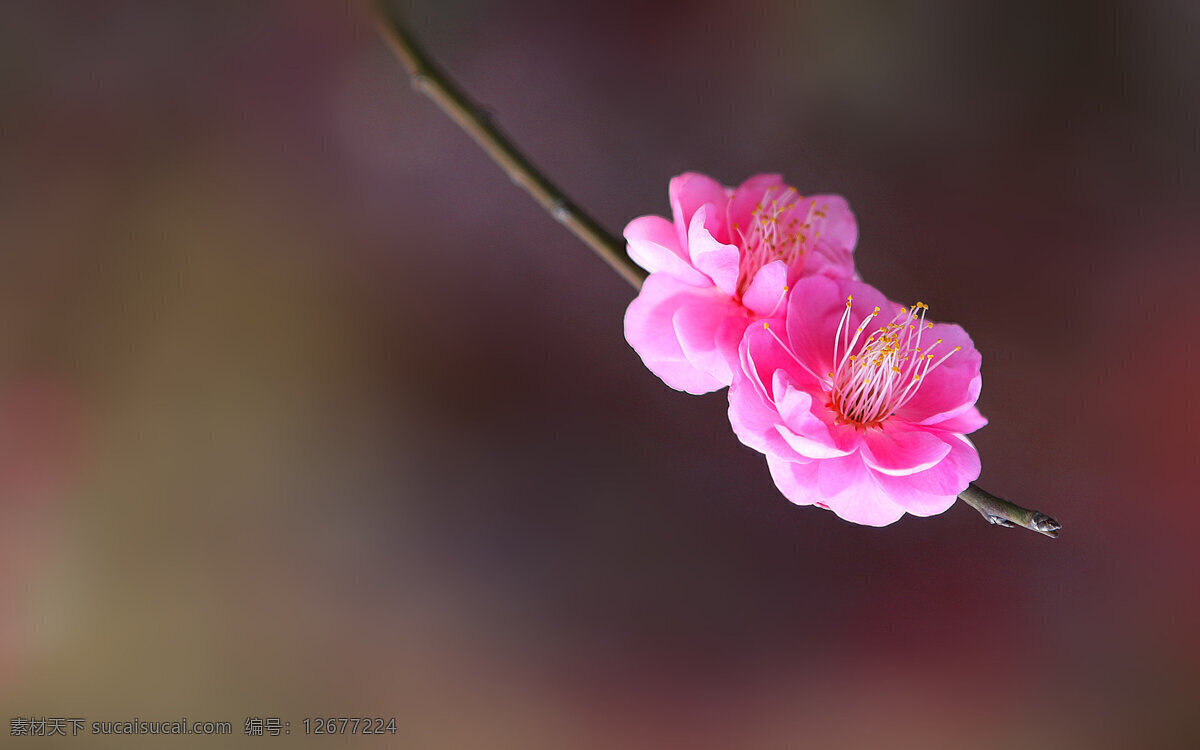 梅花 腊梅 红花 花蕊 花瓣 生物世界 花草