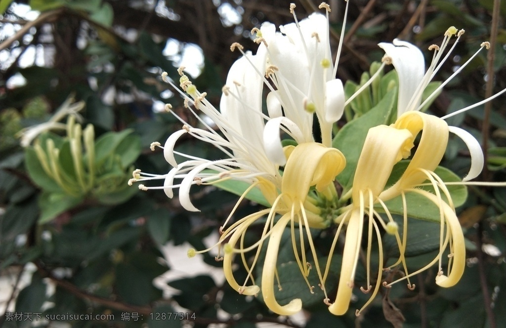 金银花 花 花开 植物 绿叶 花草 生物世界