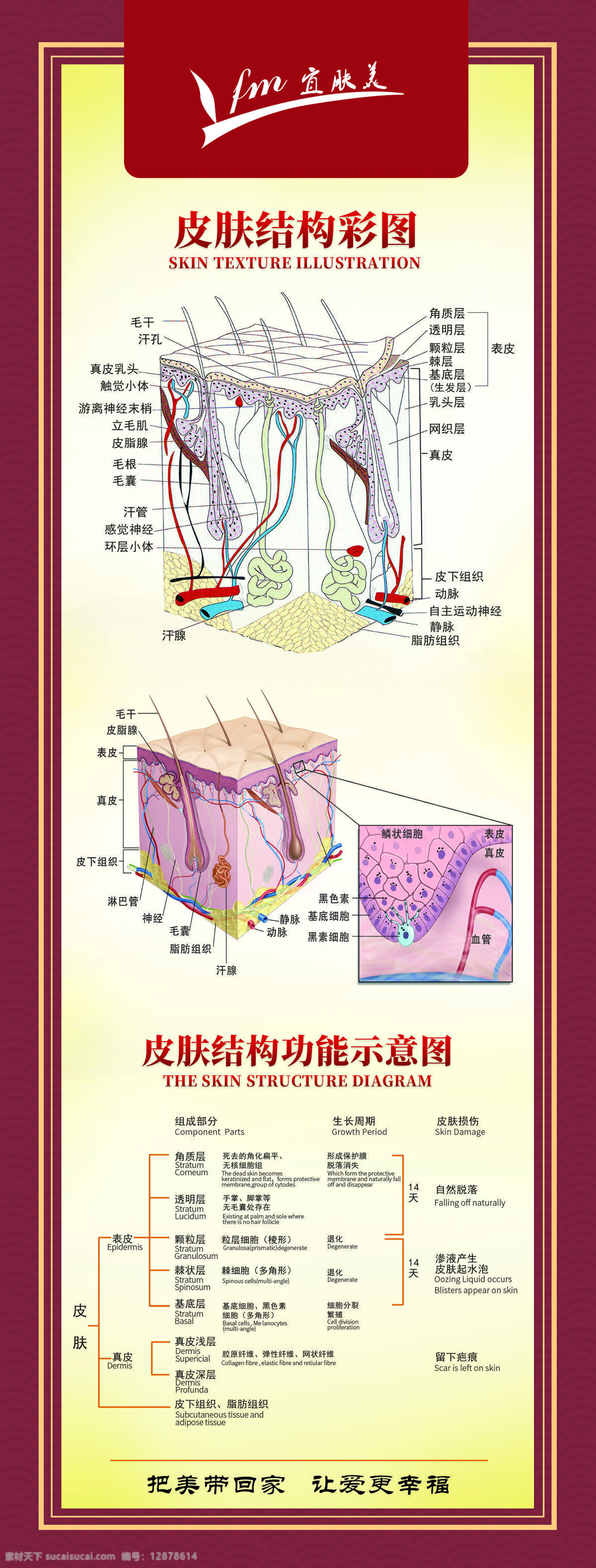 宜肤美皮肤 宜肤美 皮肤结构展架 浅皮 表层组织 生长 周期 皮肤损伤 展架 展板块 皮肤结构彩图