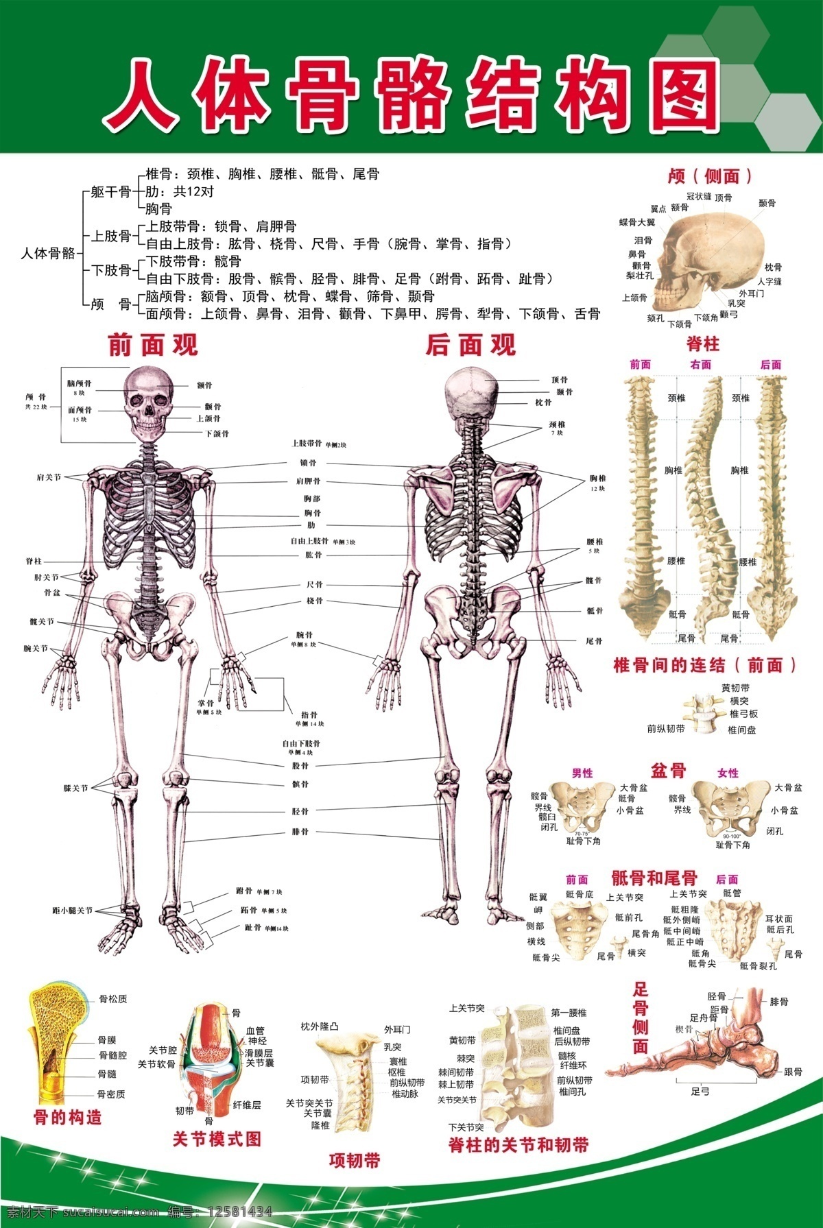 人体 骨骼 结构图 骨骼结构 头骨 脊椎 工作资源 展板模板