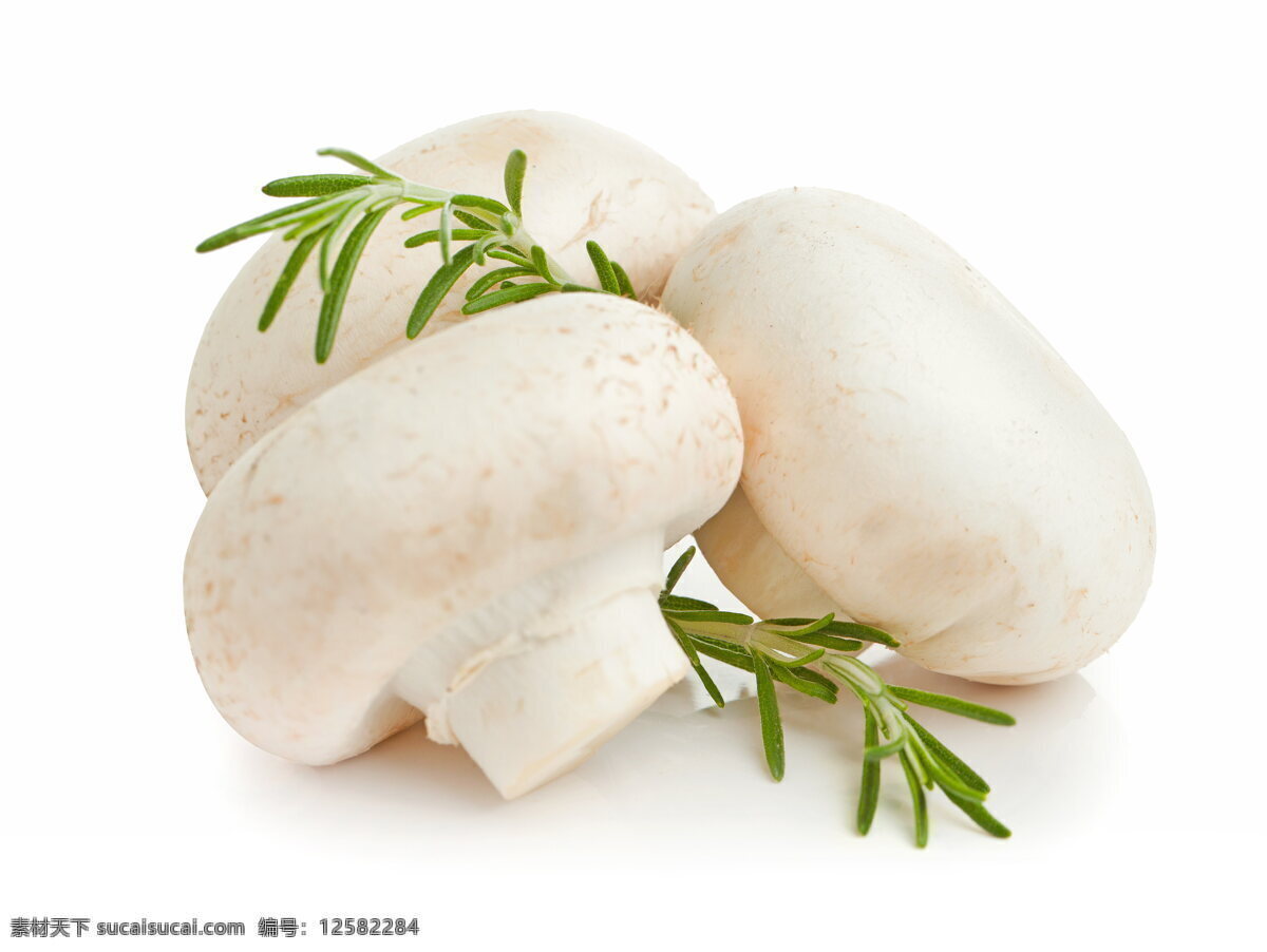 白色 圆 菇 蘑菇 真菌 菌类 食用蘑菇 真菌蘑菇