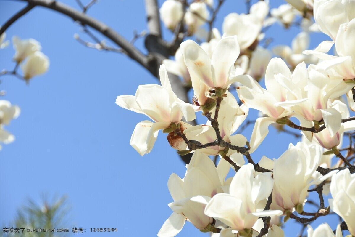 白玉兰开花 兰花 白玉兰 玉兰花 白色玉兰花 白色兰花 白色花朵 鲜花 花朵 花卉 花瓣 花枝 开花 生物世界 图片大全 共享素材 花草